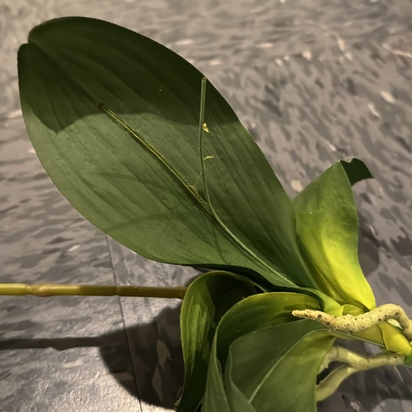 Faux Orchid - Picture 6 of 6